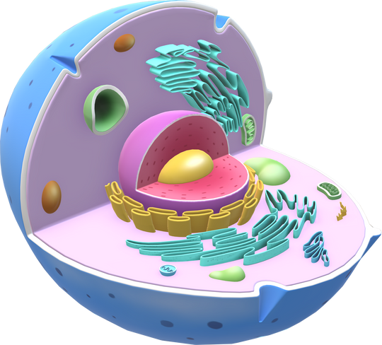 3D Animal Cell Illustration